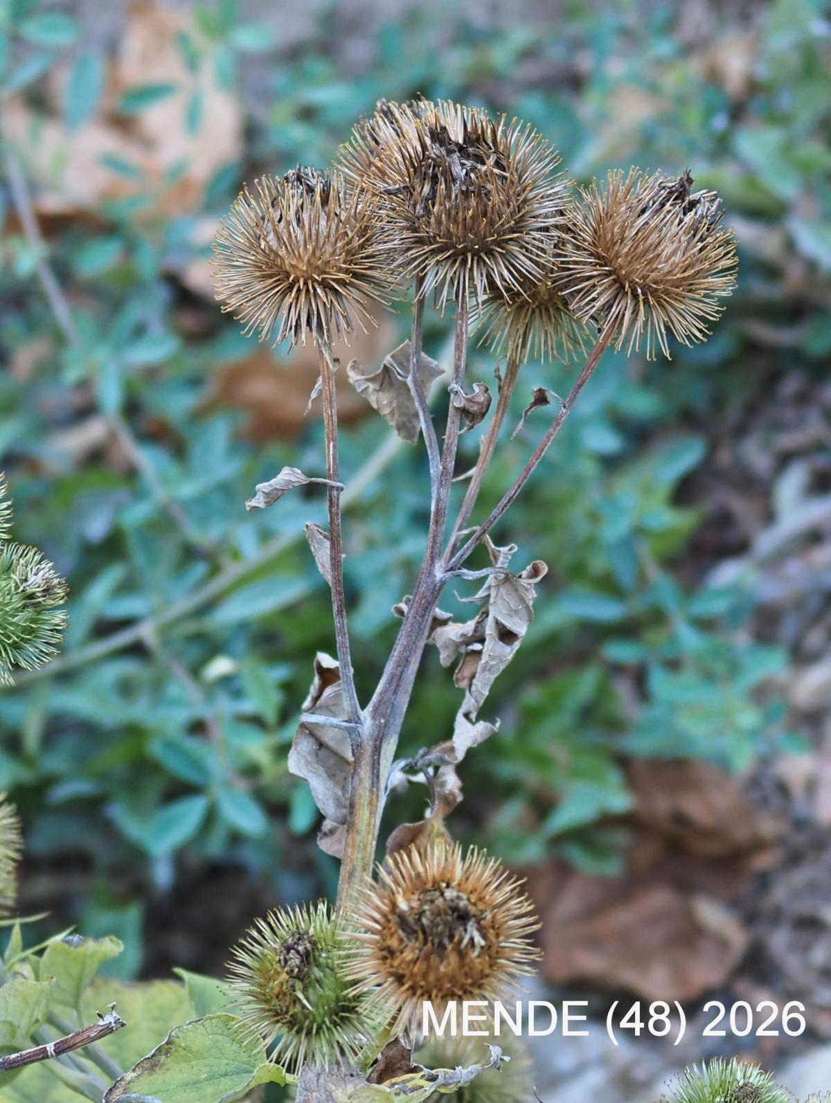 ? fruit